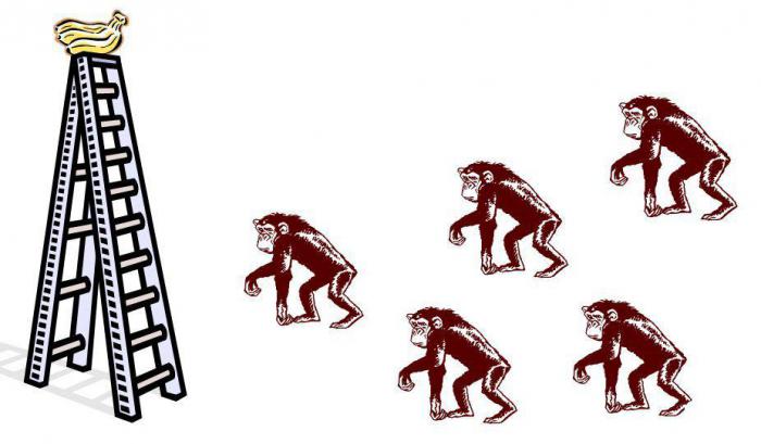 5 обезьян