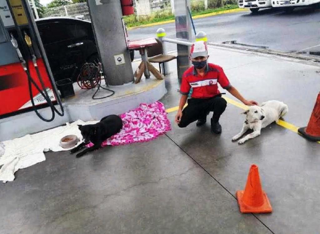 Добрый работник заправки укрыл бездомных собак от дождя