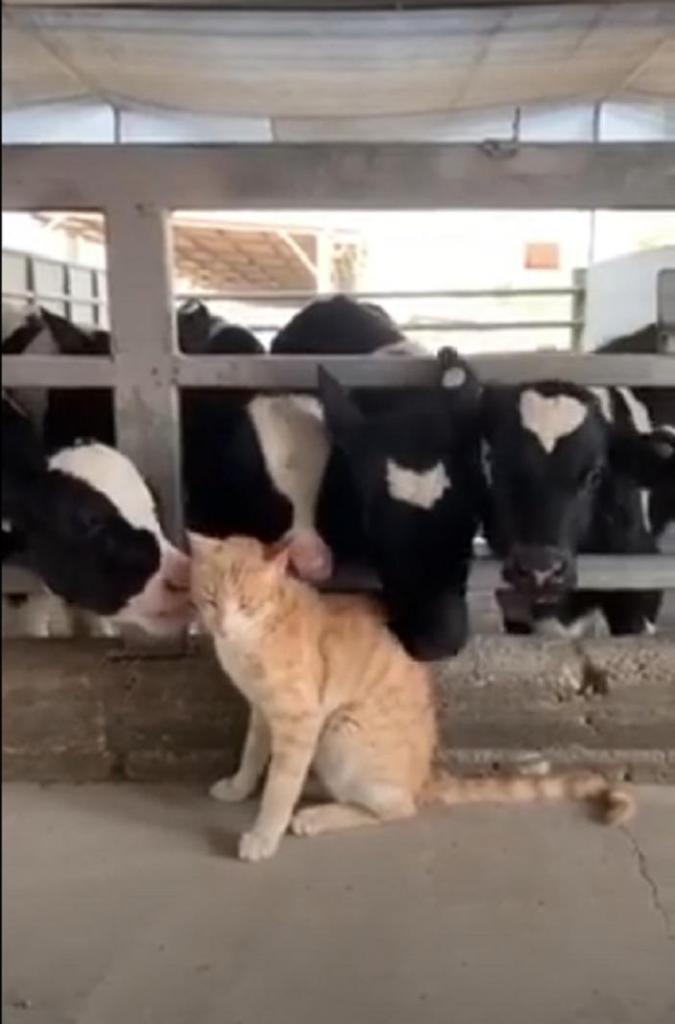 Кот подружился с телятами, и теперь те стараются показать ему свою любовь: забавное видео