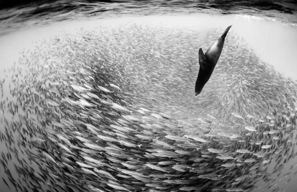 10 фото, удостоенных международной премии Хамдана 2020: захватывающий подводный мир и отношение человека к воде