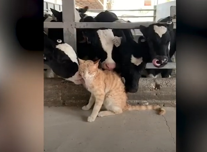 Кошка забралась в коровник и нашла там много новых друзей (видео)
