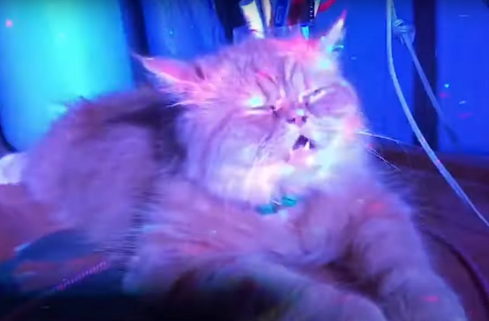 Вот это соня: спящего кота не смогли разбудить даже громкая музыка и дискотечные огни (смешное видео)