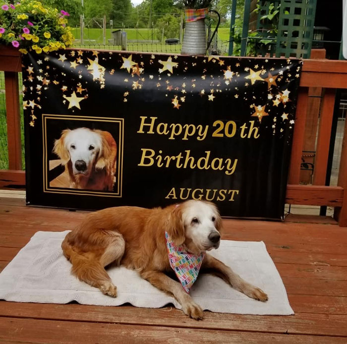Золотистый ретривер дожил до 20 лет, и семья решила отпраздновать его день рождения