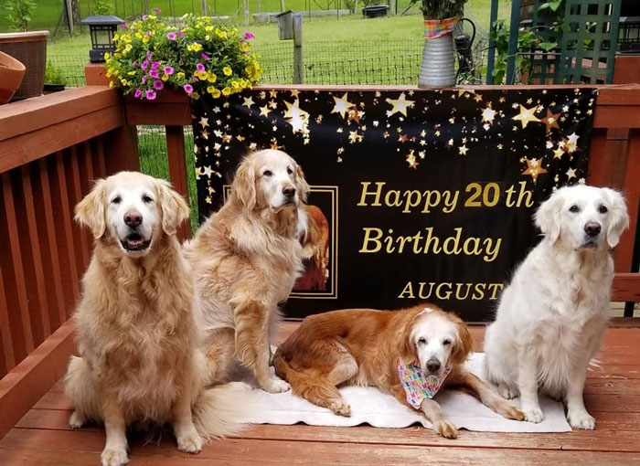 Золотистый ретривер дожил до 20 лет, и семья решила отпраздновать его день рождения