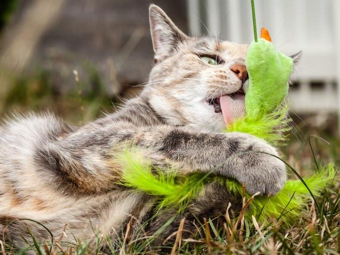 Вы завели кошку. Чтобы она была счастливой и здоровой, прислушайтесь к советам ветеринаров: 10 основных ошибок кошатников