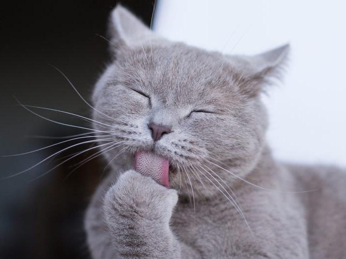 Вы завели кошку. Чтобы она была счастливой и здоровой, прислушайтесь к советам ветеринаров: 10 основных ошибок кошатников