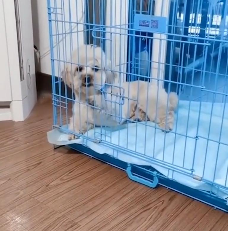 Смышленой собачке надоела жара, и она решила повернуть вентилятор в свою сторону (видео)