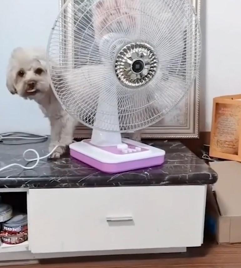 Смышленой собачке надоела жара, и она решила повернуть вентилятор в свою сторону (видео)