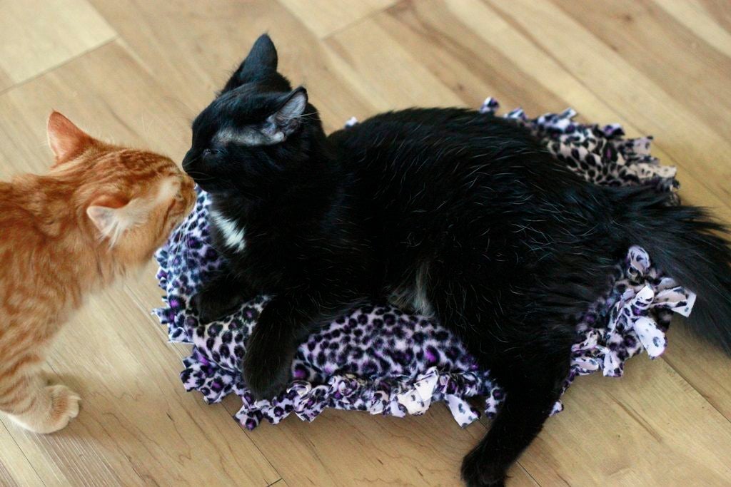 Как сделать мягкую подушку для кошки без шитья: лайфхак для заботливых хозяев