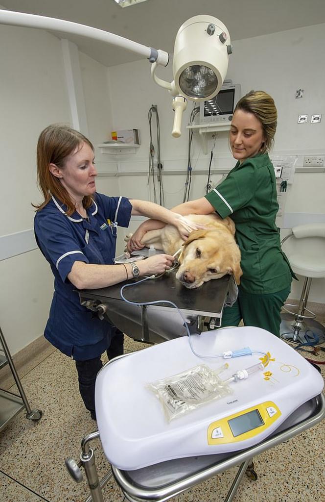 Лабрадор-ретривер стал донором и спас жизни более 120 собак