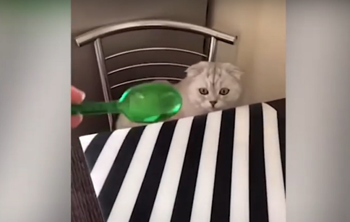 Женщина взяла две пластиковые ложки и сделала из них стильный аксессуар для своей кошки (видео)
