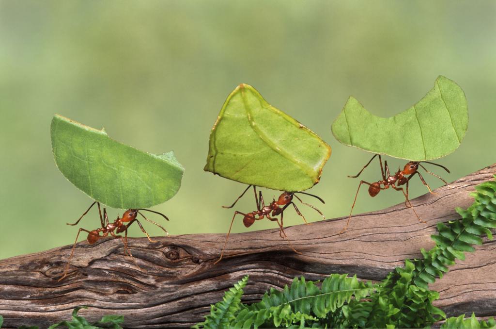 Когда возникают трудности, которые кажутся непреодолимыми, вспоминаю историю о муравье, рассказанную отцом