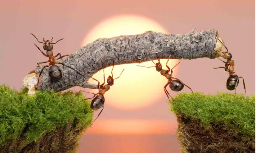 Когда возникают трудности, которые кажутся непреодолимыми, вспоминаю историю о муравье, рассказанную отцом