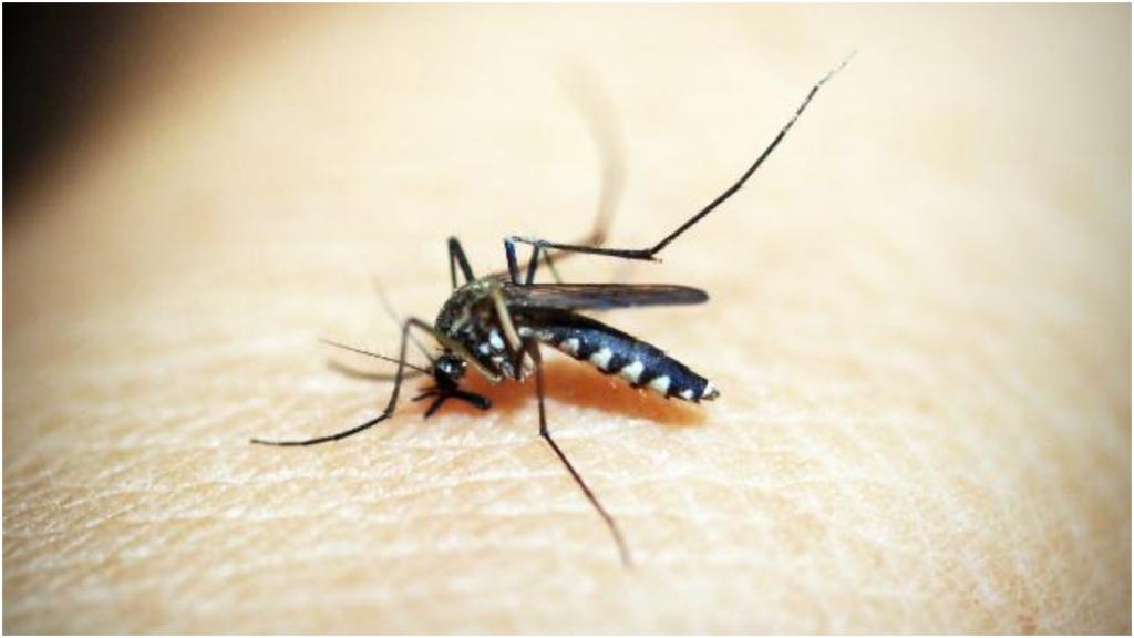 Про малярию все знают, но есть и другие болезни, которые передаются укусами комаров