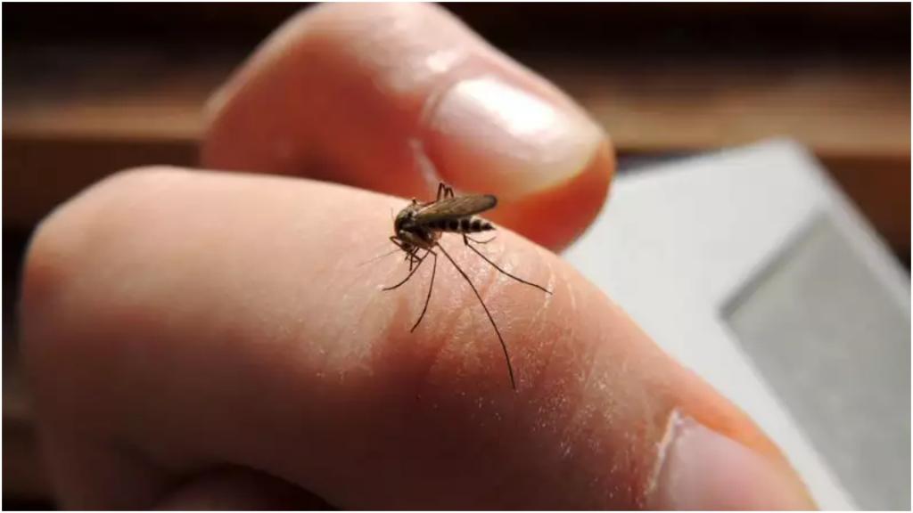 Про малярию все знают, но есть и другие болезни, которые передаются укусами комаров