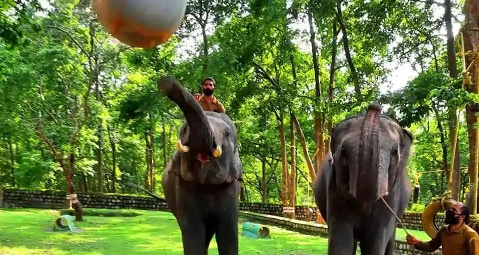 «Качалка» для тяжеловесов: в Индии мужчина построил спортзал для слонов, чтобы животные не застаивались на карантине (видео)