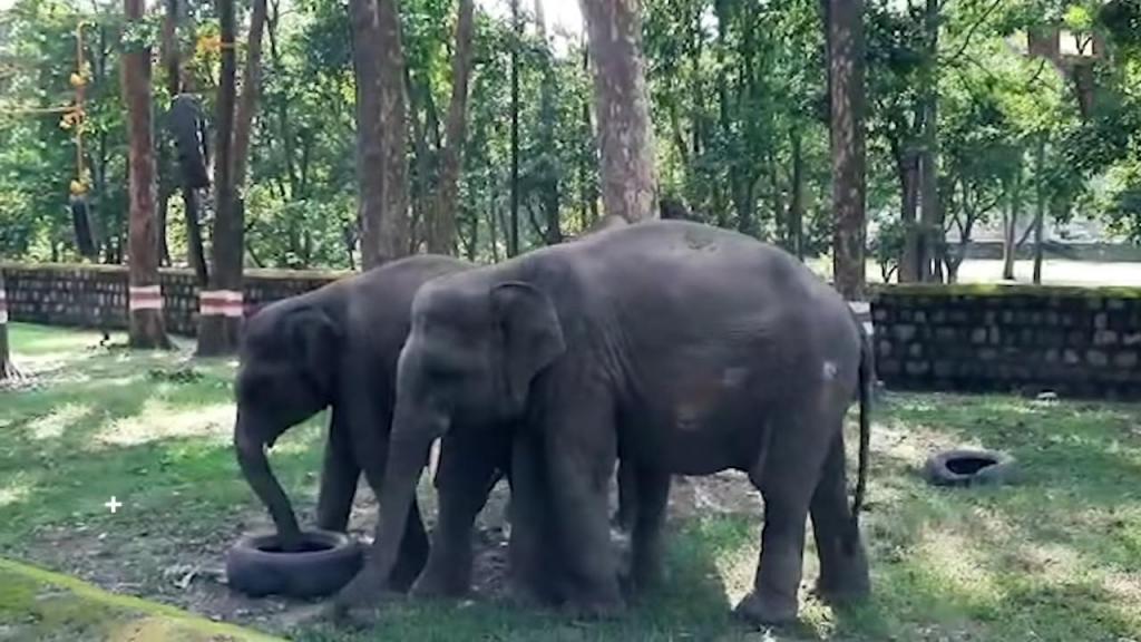 «Качалка» для тяжеловесов: в Индии мужчина построил спортзал для слонов, чтобы животные не застаивались на карантине (видео)