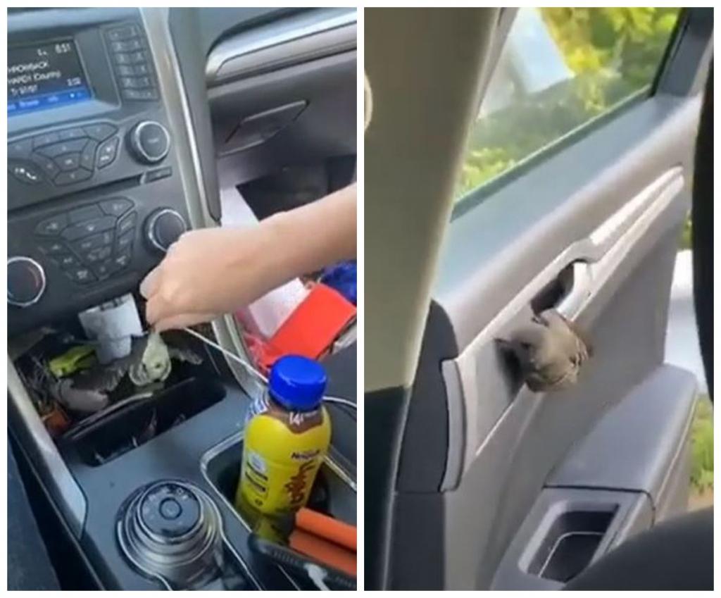 Какая настойчивая! Девушка намучилась с птицей, пытаясь выставить ее из салона авто (смешное видео)