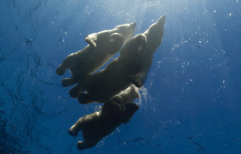 "Когда они проплыли мимо, я потерял дар речи": фотограф отправился в Арктику, чтобы снять белых медведей в естественной среде