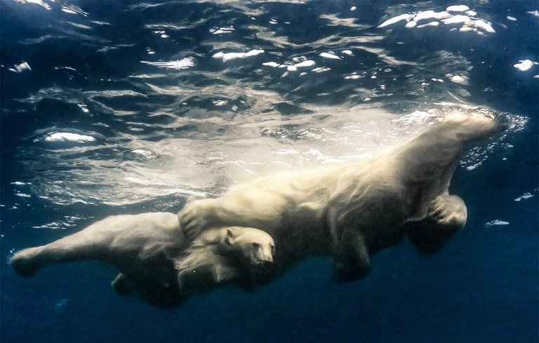 "Когда они проплыли мимо, я потерял дар речи": фотограф отправился в Арктику, чтобы снять белых медведей в естественной среде