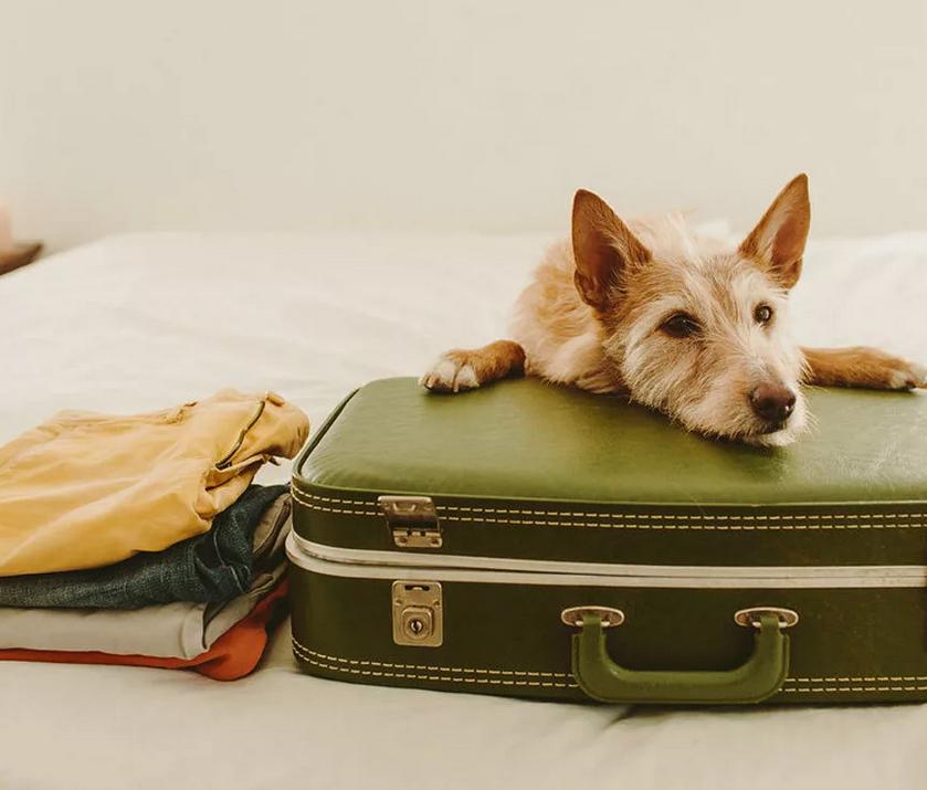 Полезные советы для тех, кто решил отправиться в путешествие с собакой: документы и правила