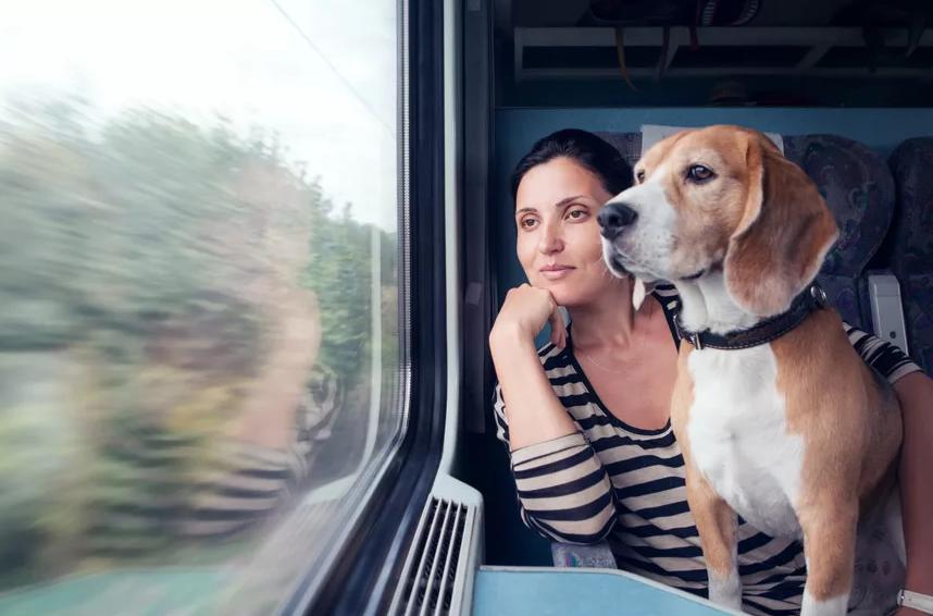 Полезные советы для тех, кто решил отправиться в путешествие с собакой: документы и правила
