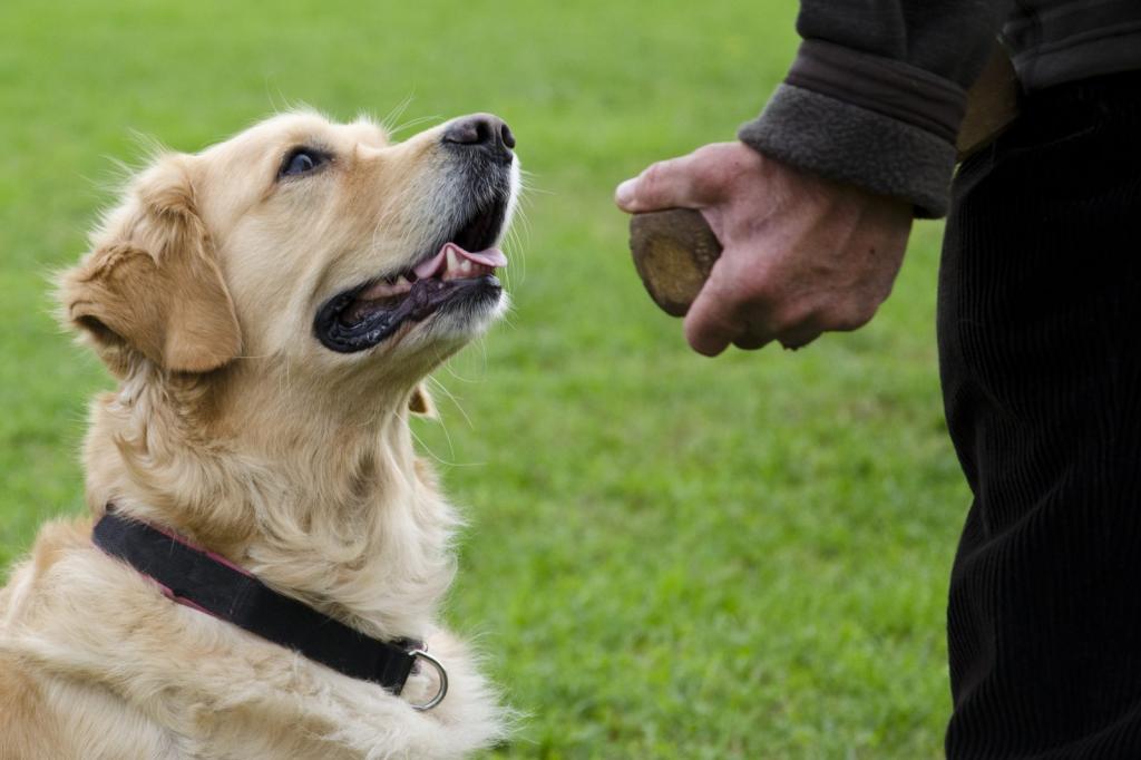 Что делать, если собака реагирует на гостей агрессивно: правильное приветствие и другие советы