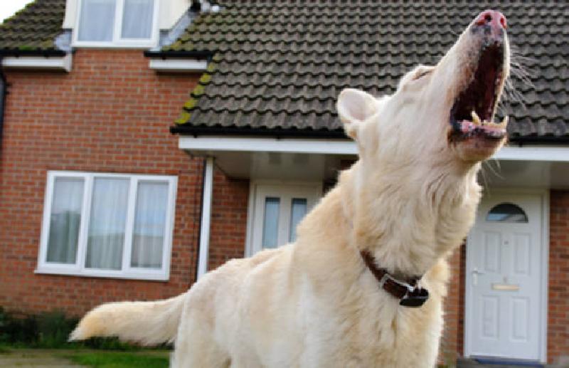 Что делать, если собака реагирует на гостей агрессивно: правильное приветствие и другие советы