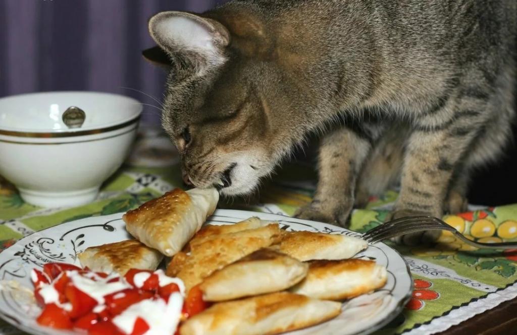 Начала правильно кормить своего кота - он перестал лазить на стол (главное - не чем кормить, а как)