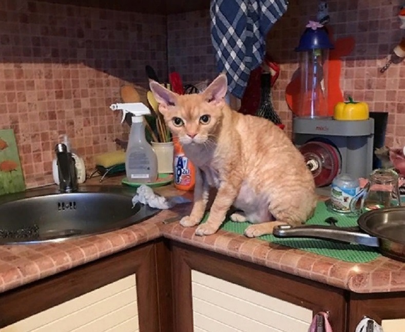 Начала правильно кормить своего кота - он перестал лазить на стол (главное - не чем кормить, а как)