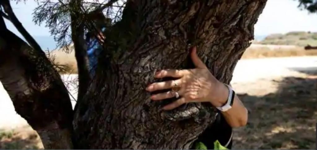 Сделайте вдох и обнимите дерево: израильтяне обнимают деревья, чтобы заполнить пустоту