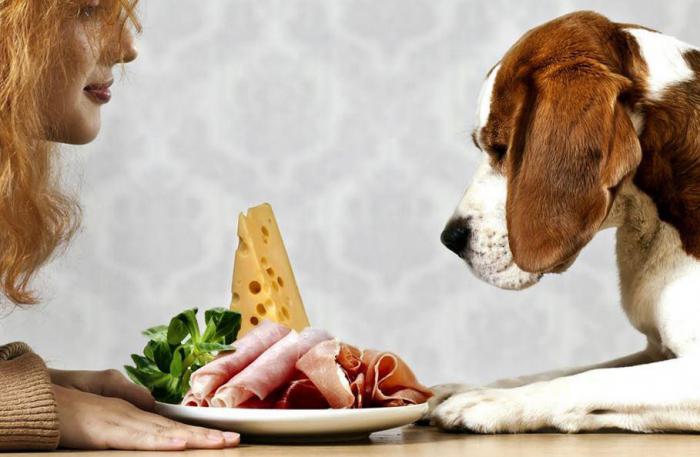 Еда для домашних животных