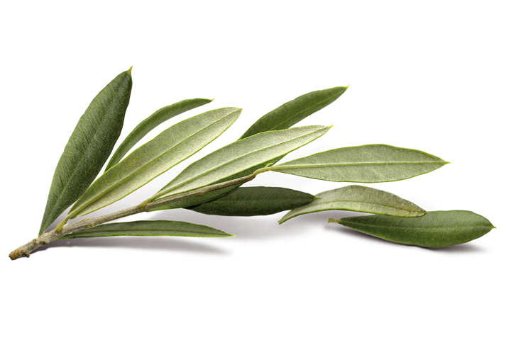 Доктора выяснили, что чай из оливковых листьев способствует снижению высокого давления