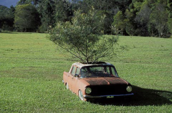 Деревья, которым не мешают расти даже машины: 10 необычных фото