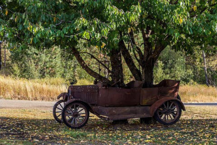Деревья, которым не мешают расти даже машины: 10 необычных фото