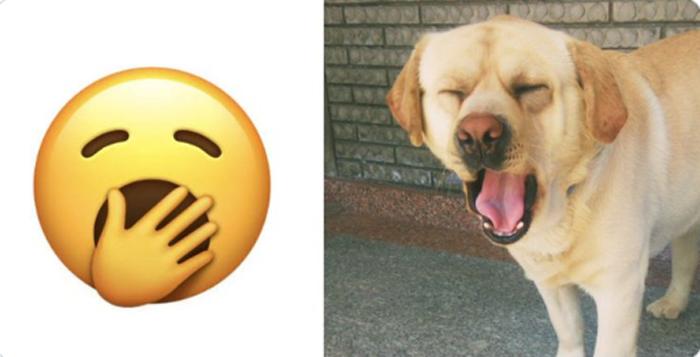 Под настроение: новая ветка в Twitter, в которой сравниваются смайлики и мордочки собак