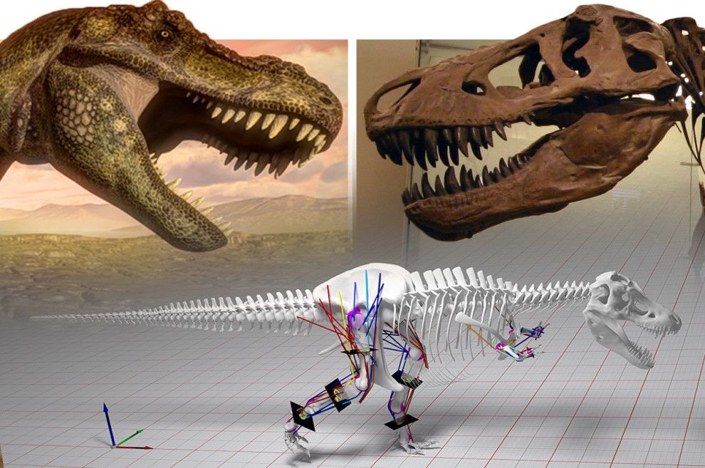 Новости от ученых: если бы вы вернулись в прошлое на 70 млн лет, совсем необязательно, что вас съели бы динозавры. Они, возможно, не смогли бы вас догнать