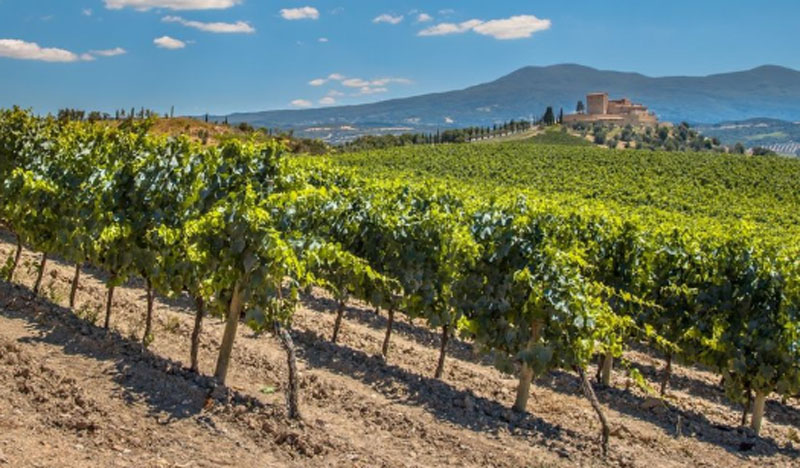 Производители шампанского во Франции из-за убытков в пандемию собрались вырубать виноградники
