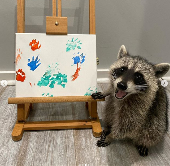 Посмотрите, как она гордится своими работами: забавный енот, который рисует картины лапками