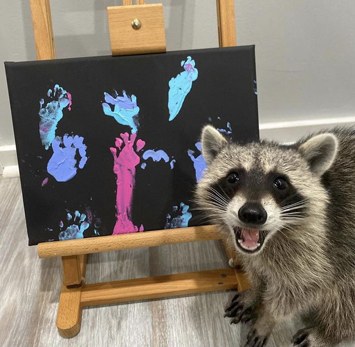 Посмотрите, как она гордится своими работами: забавный енот, который рисует картины лапками