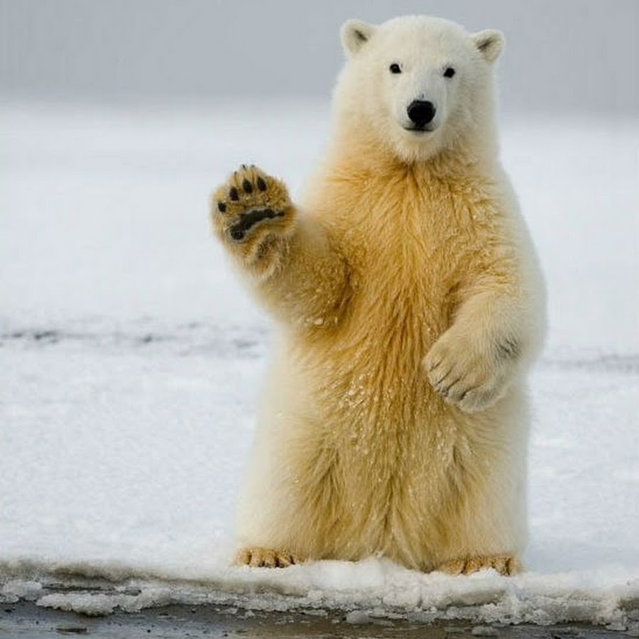 Звезда реалити-шоу сделала пожертвование в благотворительный фонд парка дикой природы, чтобы стать опекуном белого медведя