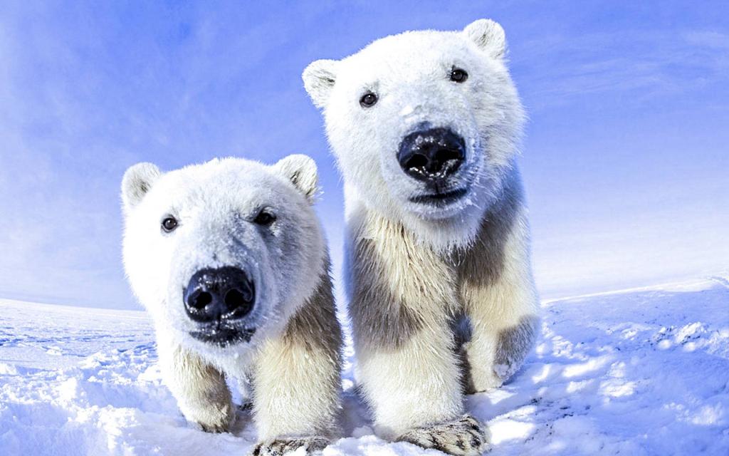 Звезда реалити-шоу сделала пожертвование в благотворительный фонд парка дикой природы, чтобы стать опекуном белого медведя