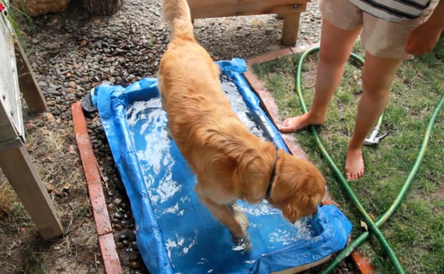 Моя собака просто обожает воду, поэтому я смастерила небольшой бассейн, в котором она плещется днями напролет