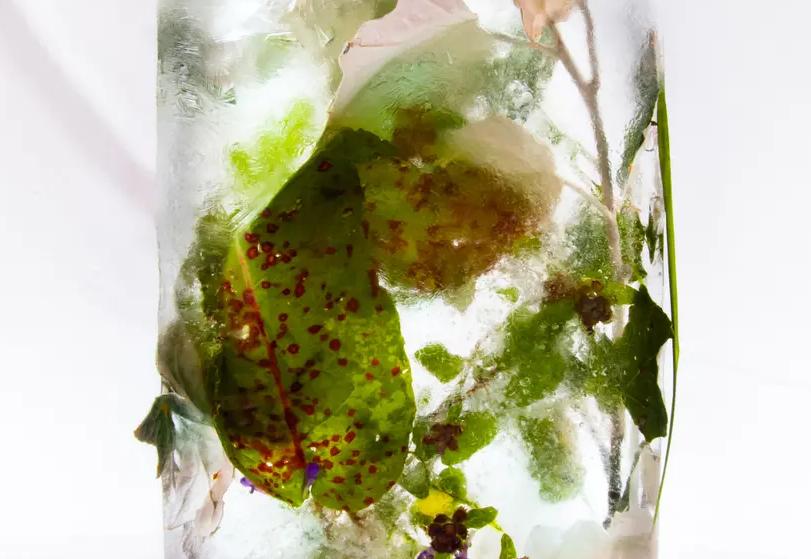 Идея для заработка: британская художница Мариса Кулатто создает натюрморты из растений, замороженных в воде: (фото)