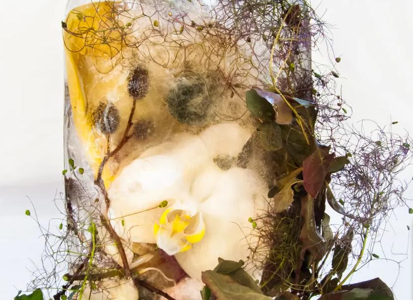 Идея для заработка: британская художница Мариса Кулатто создает натюрморты из растений, замороженных в воде: (фото)