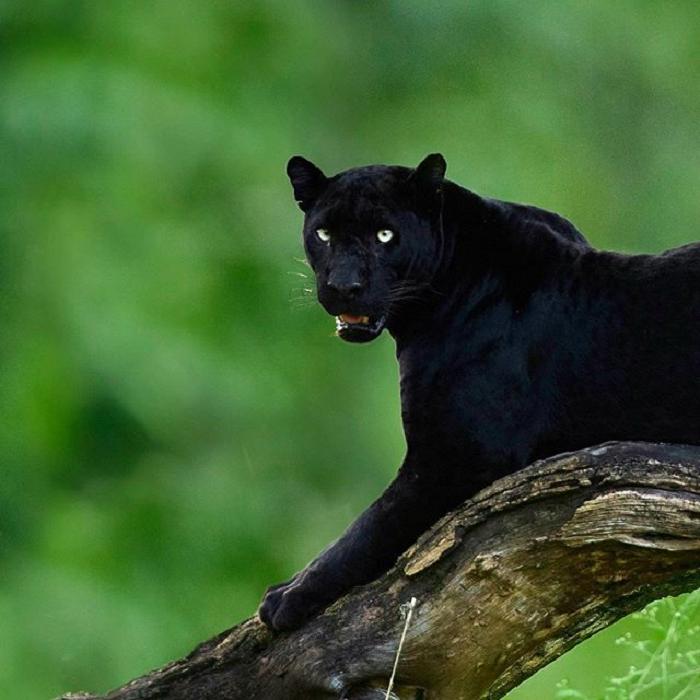 Фотограф дикой природы просидел в кустах шесть дней, чтобы сделать уникальный кадр с леопардом и пантерой: он завораживает (фото)