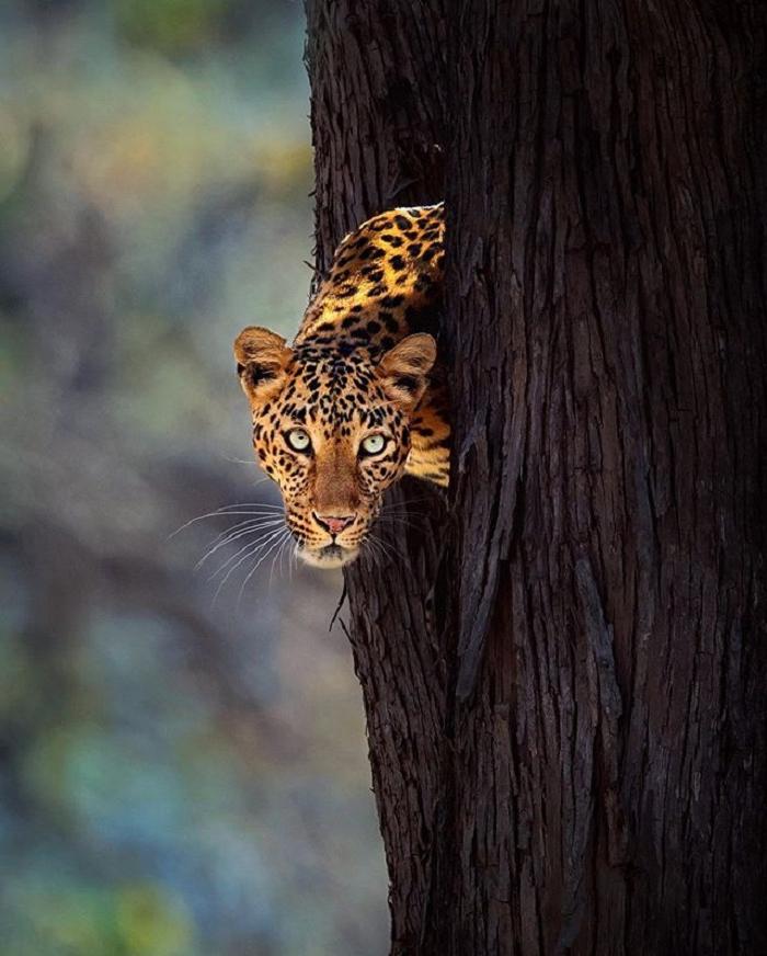 Фотограф дикой природы просидел в кустах шесть дней, чтобы сделать уникальный кадр с леопардом и пантерой: он завораживает (фото)