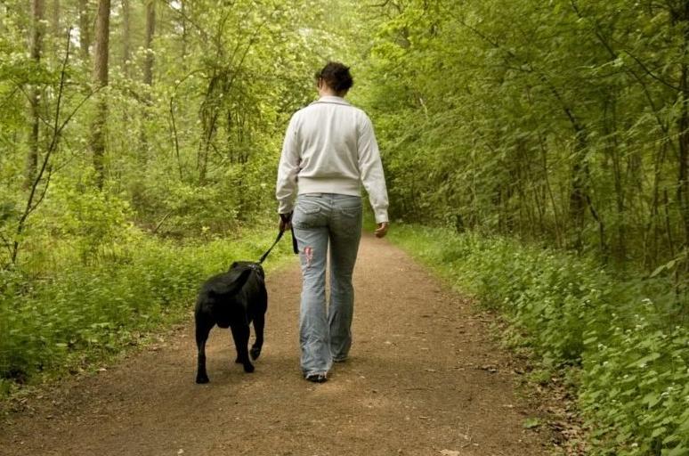Животные должны получать достаточную физическую нагрузку и не оставаться в одиночестве слишком долго: новое правило выгула собак в Германии заставляет владельцев призадуматься