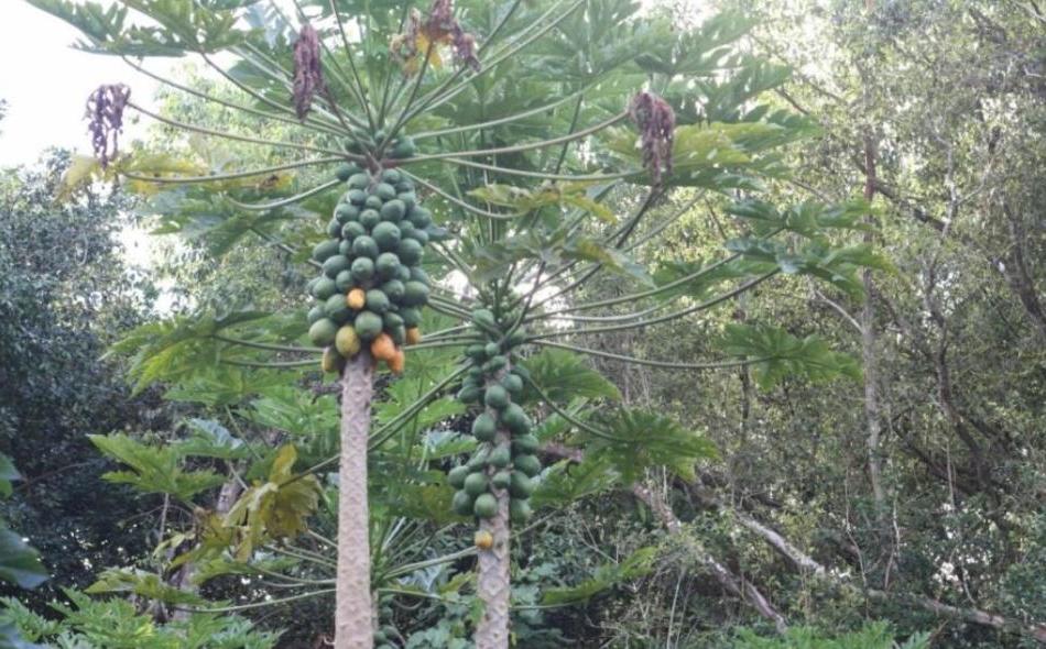Супруги построили своими руками ферму в гавайских джунглях: хозяйство обеспечивает овощами и фруктами хозяев и их друзей