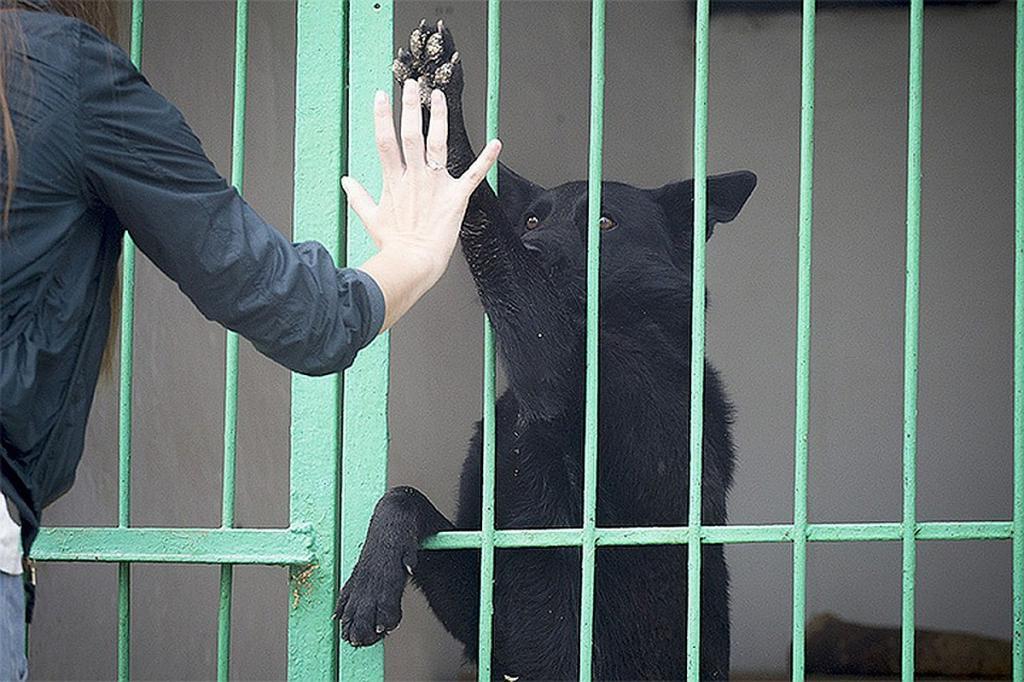 "Уже 11 котов и семь собак нашли свой дом": единая база приютов для животных появится в приложении "Московский транспорт"